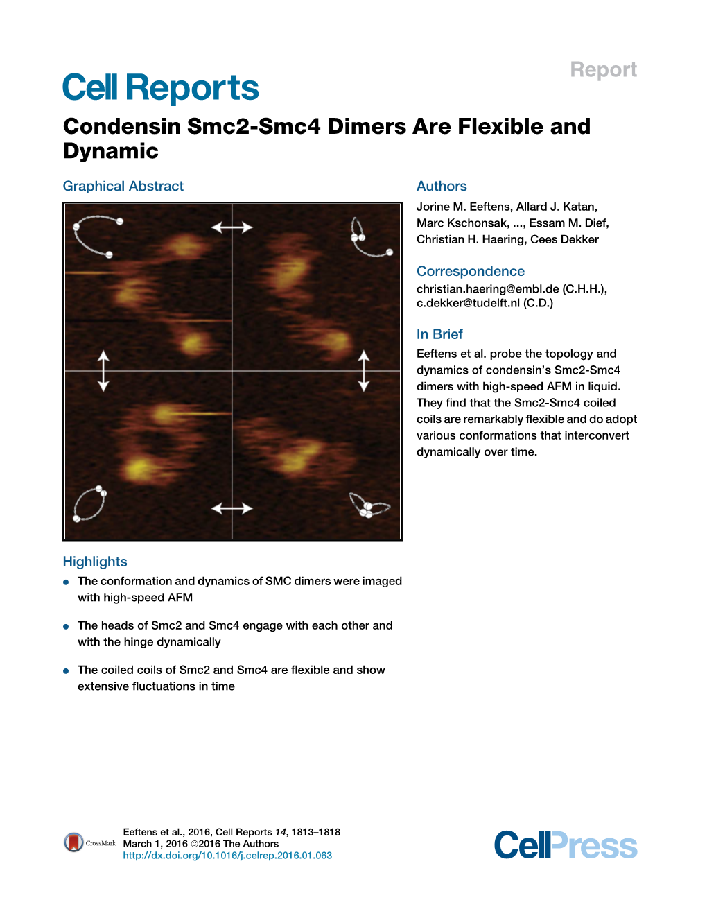 Condensin Smc2-Smc4 Dimers Are Flexible and Dynamic