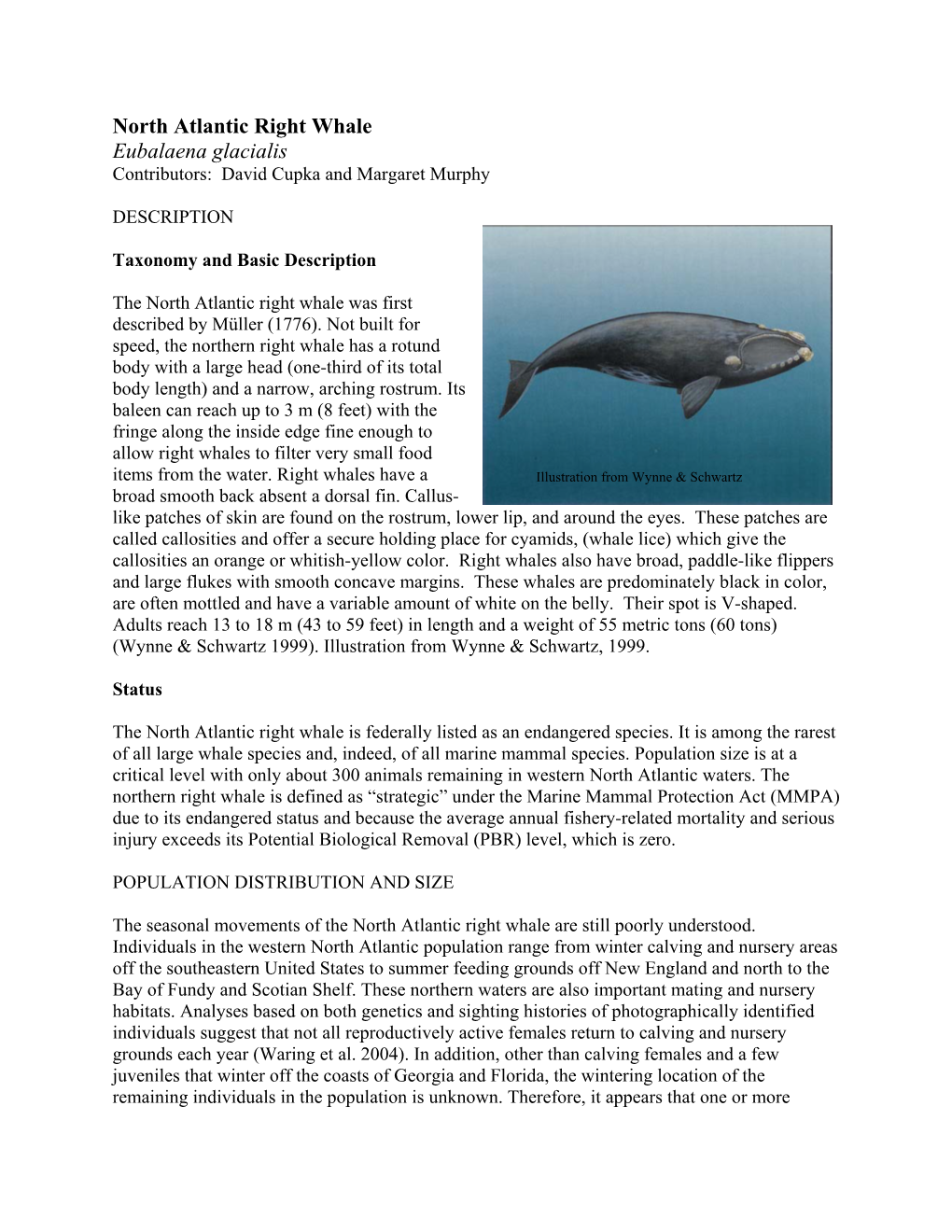 North Atlantic Right Whale Eubalaena Glacialis Contributors: David Cupka and Margaret Murphy
