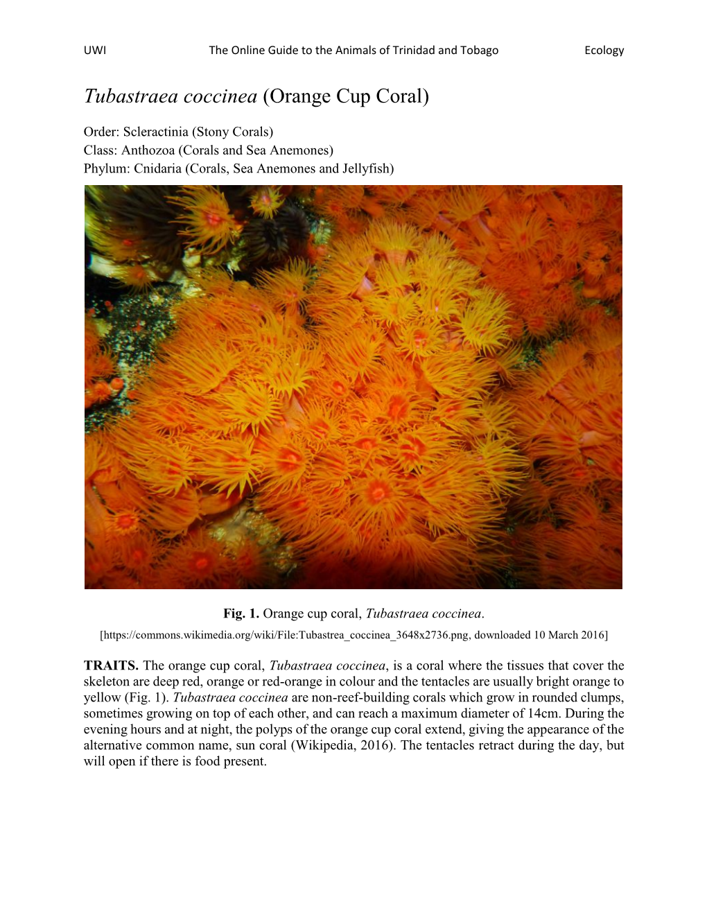 Tubastraea Coccinea (Orange Cup Coral)