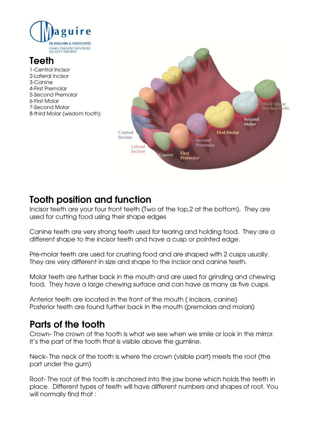 Teeth Tooth Position and Function Parts of the Tooth