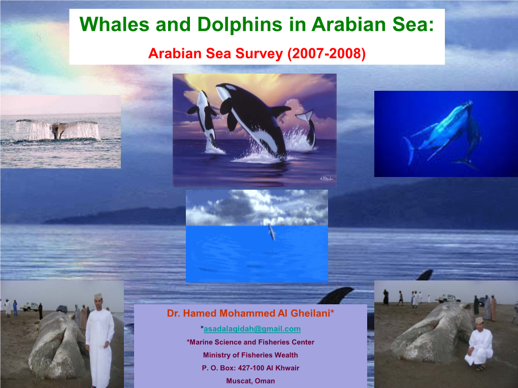 Whales and Dolphins in Arabian Sea: Arabian Sea Survey (2007-2008)