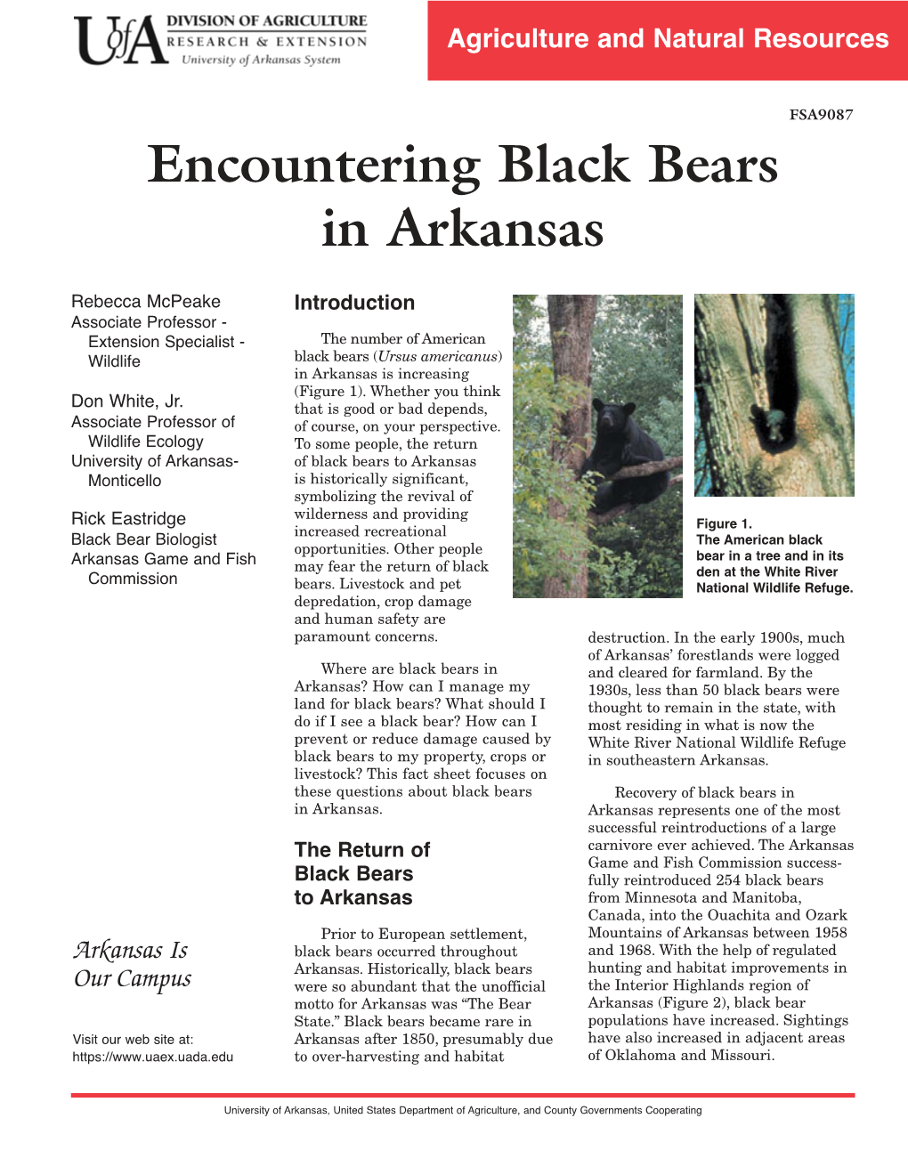Encountering Black Bears in Arkansas