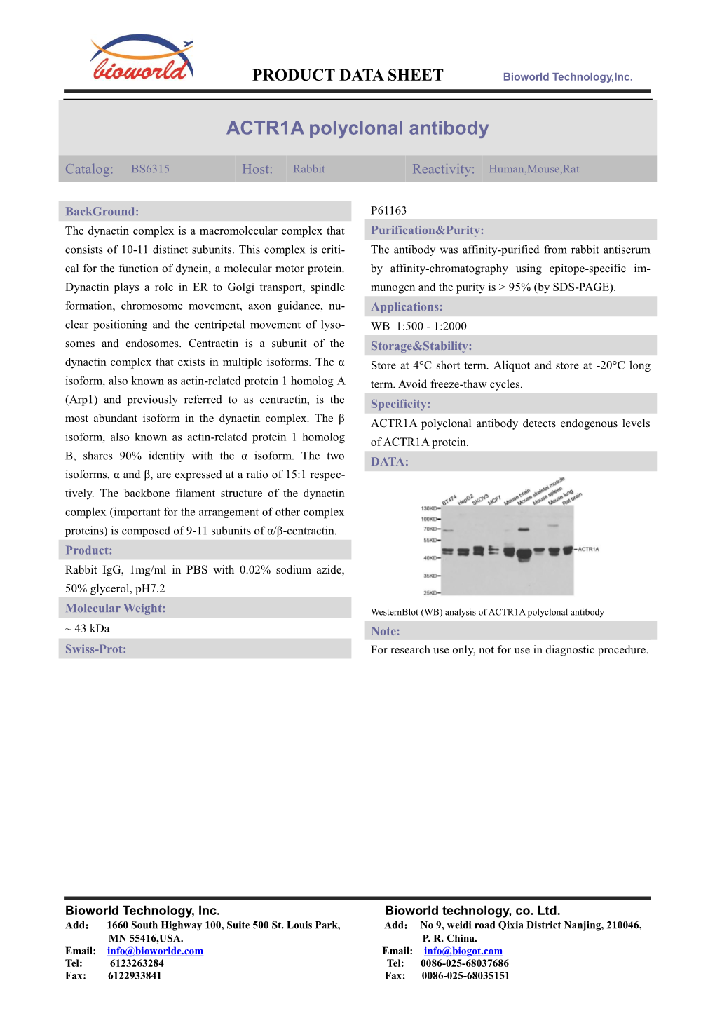 ACTR1A Polyclonal Antibody