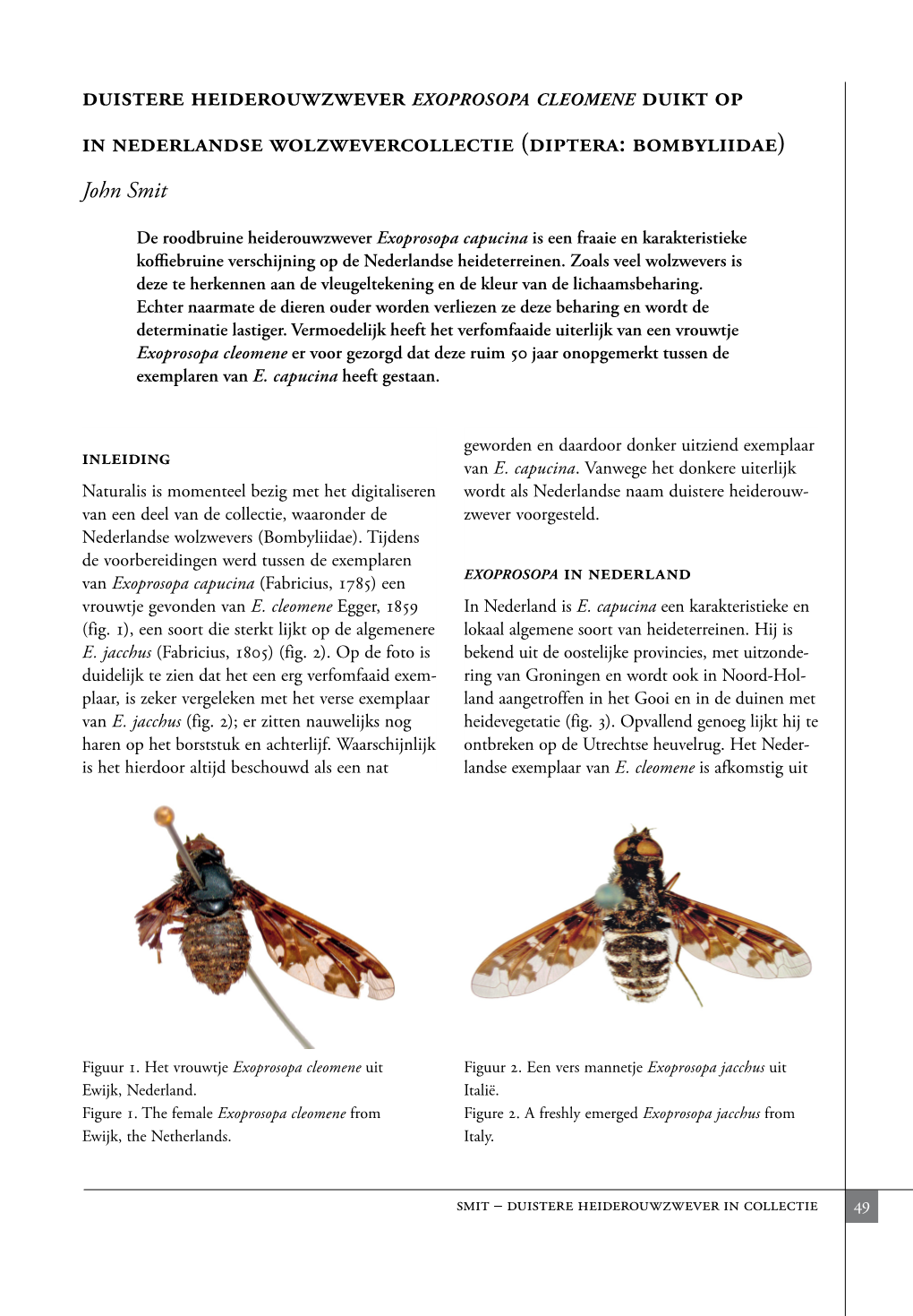 Duistere Heiderouwzwever Exoprosopa Cleomene Duikt Op in Nederlandse Wolzwevercollectie (Diptera: Bombyliidae)