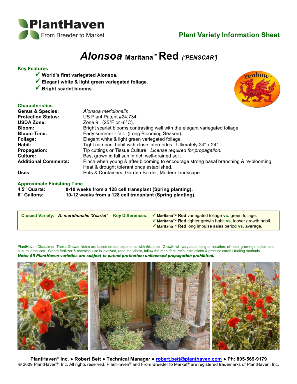 Alonsoa Maritana™ Red (‘PENSCAR’) Key Features  World’S First Variegated Alonsoa