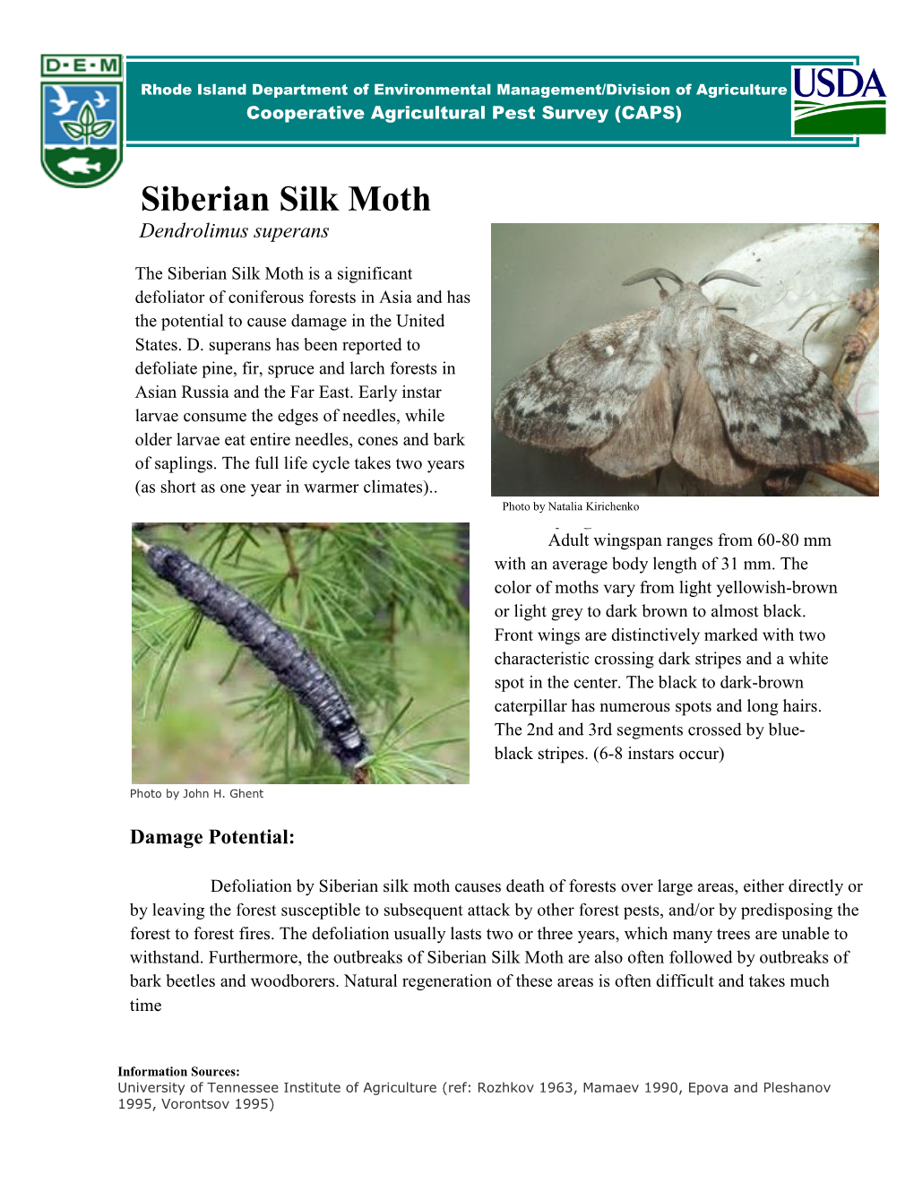 Siberian Silk Moth Dendrolimus Superans