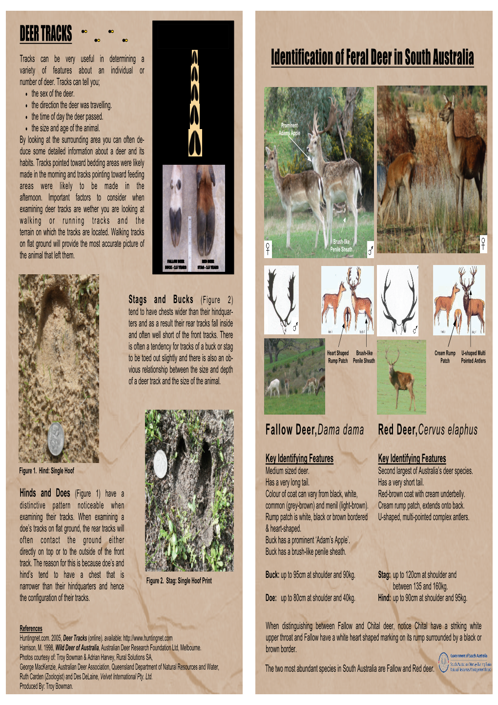 Identification of Feral Deer in South Australia Yearling 1 ¾ - 2 In