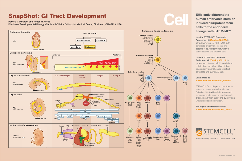 GI Tract Development Human Embryonic Stem Or Patrick S