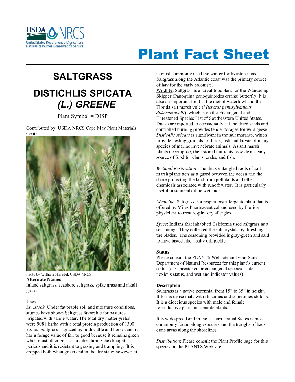 Saltgrass, Distichlis Spicata, Plant Fact Sheet