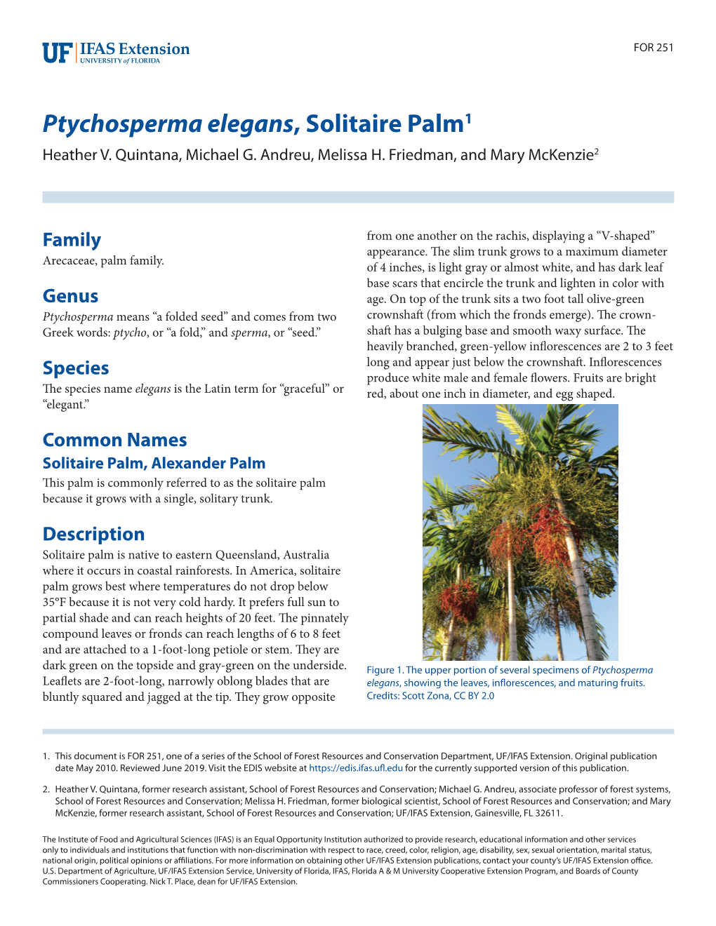 Ptychosperma Elegans, Solitaire Palm1 Heather V