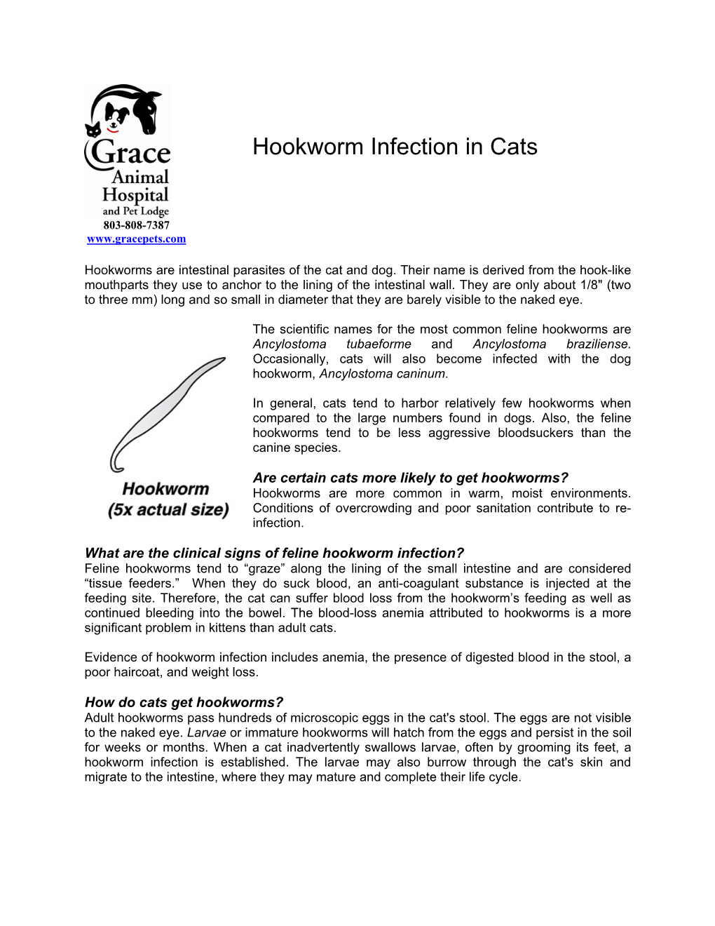 Hookworm Infection in Cats
