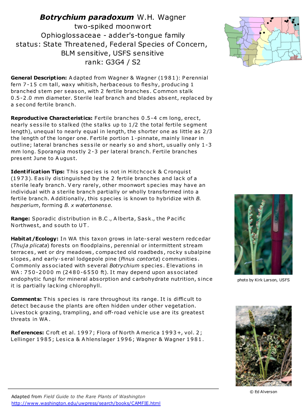 Botrychium Paradoxum W.H