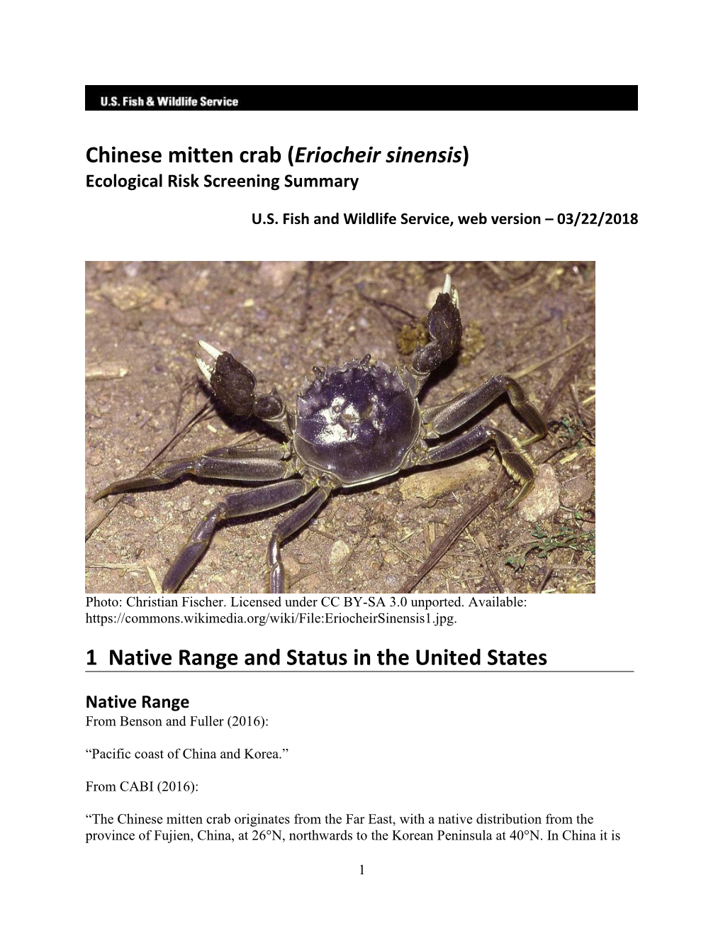 Crab, Chinese Mitten (Eriocheir Sinensis)