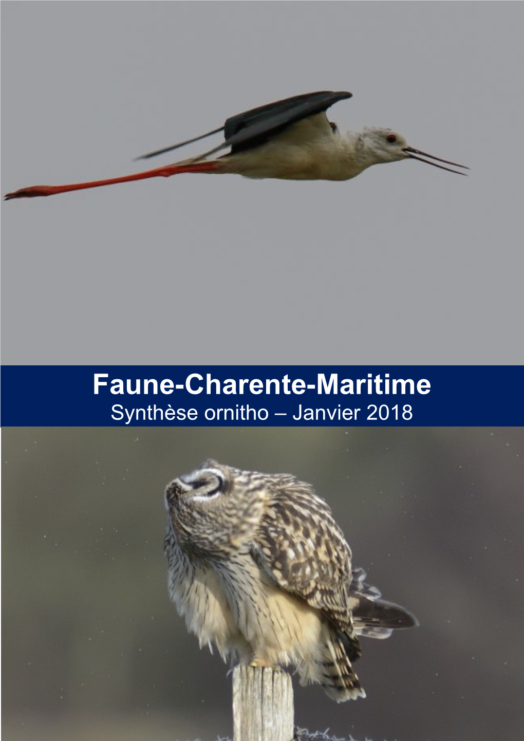 Faune-Charente-Maritime Synthèse Ornitho – Janvier 2018