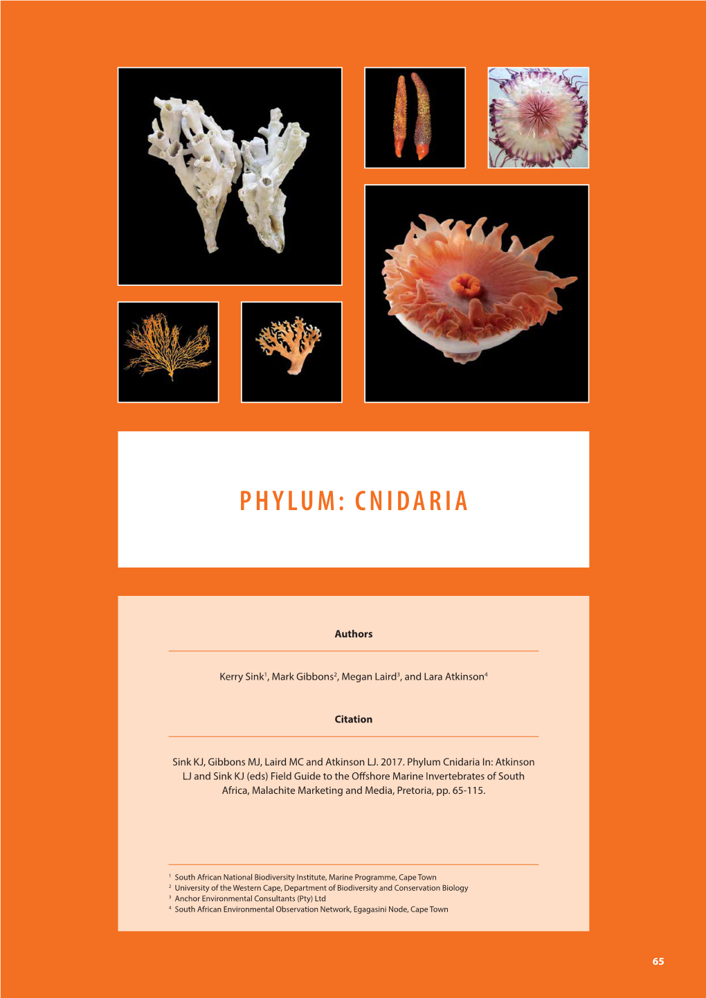 Phylum: Cnidaria