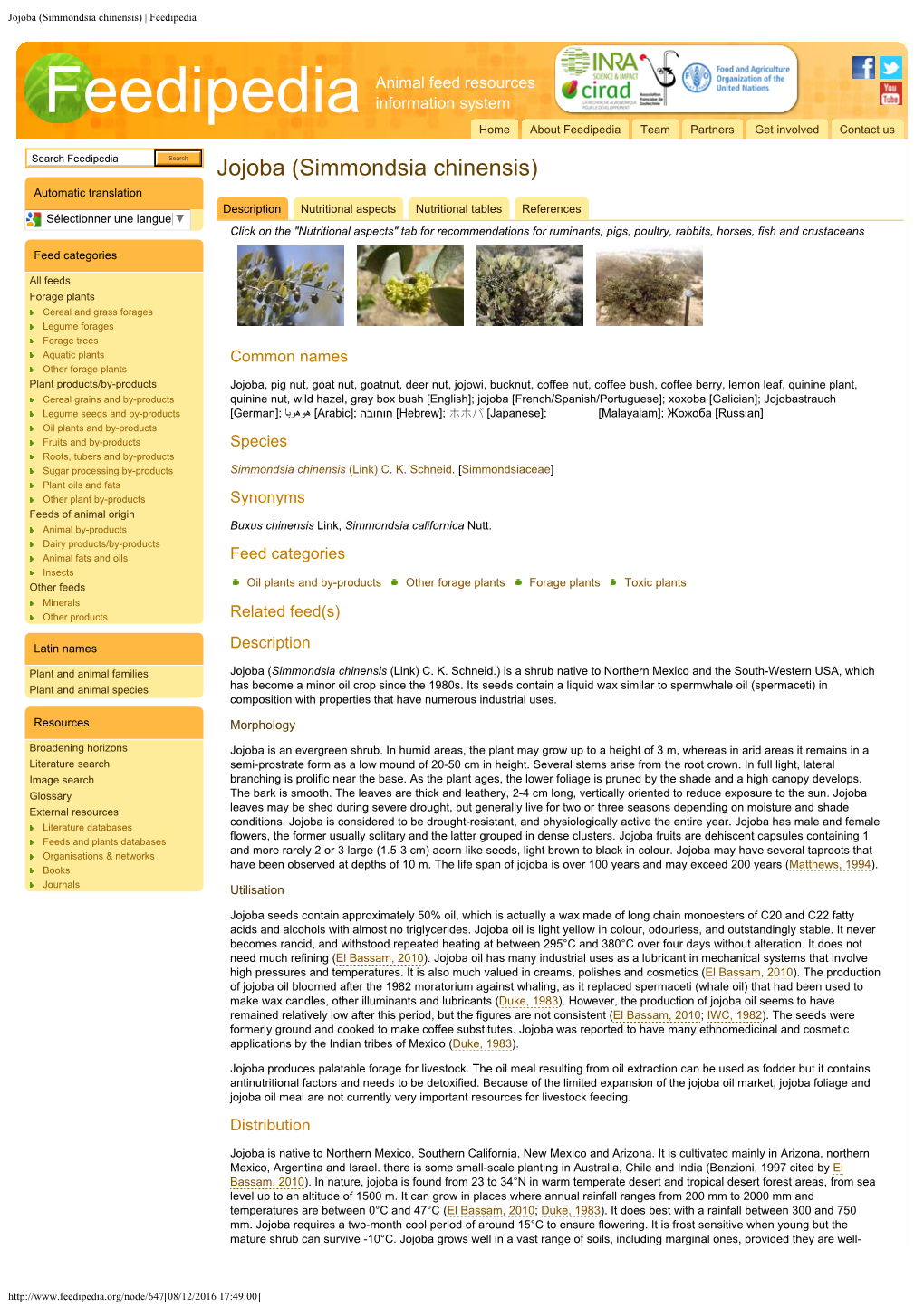 Jojoba (Simmondsia Chinensis) | Feedipedia