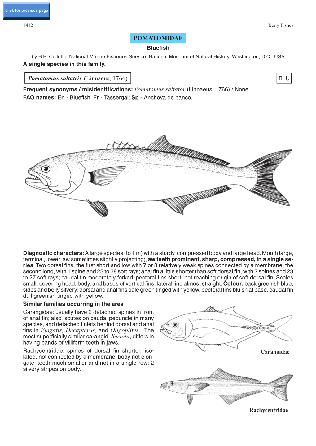 POMATOMIDAE Pomatomus Saltatrix (Linnaeus, 1766) Fins in Elagatis