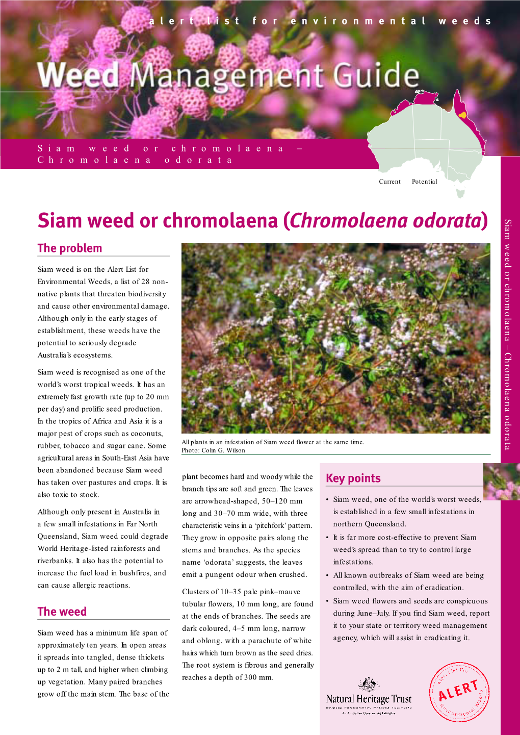 Chromolaena Odorata