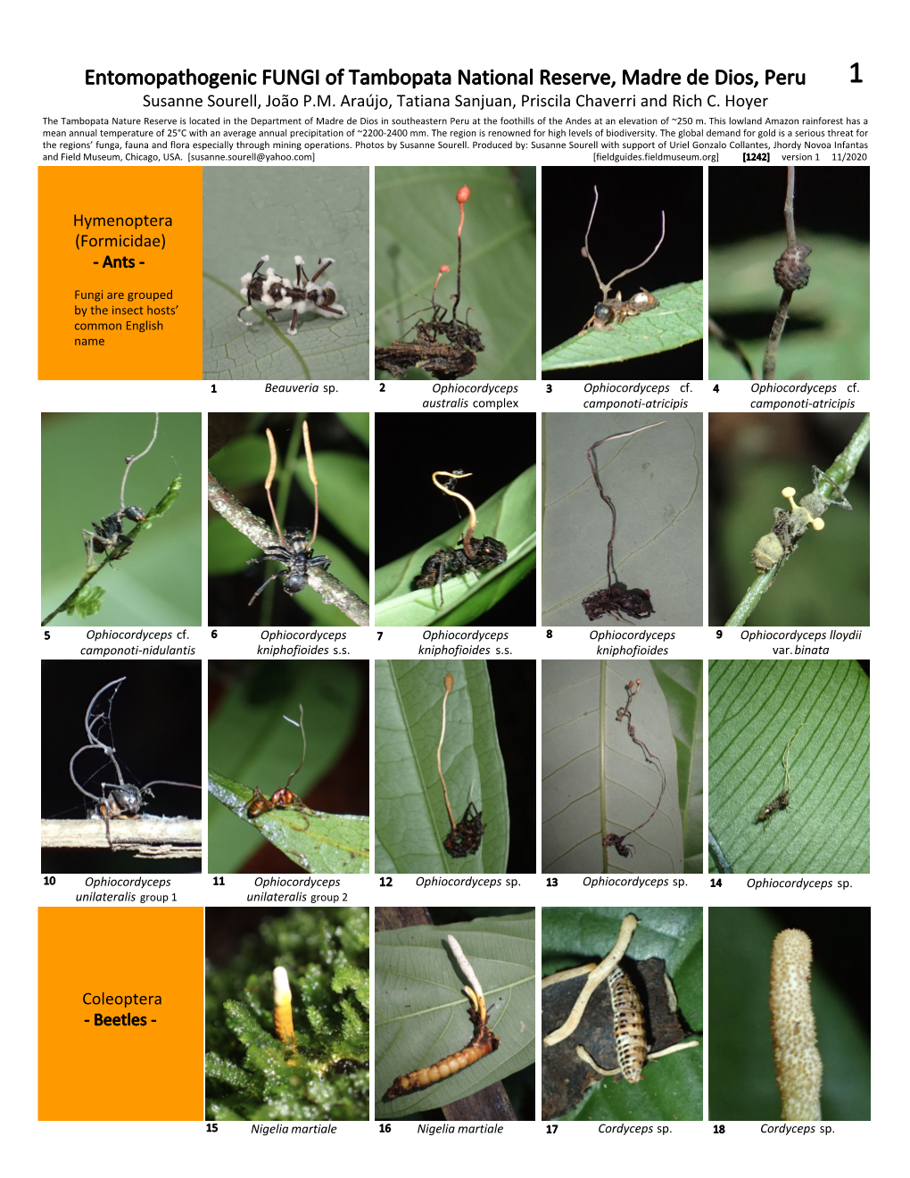 Entomopathogenic FUNGI of Tambopata National Reserve, Madre De Dios, Peru 1 Susanne Sourell, João P.M