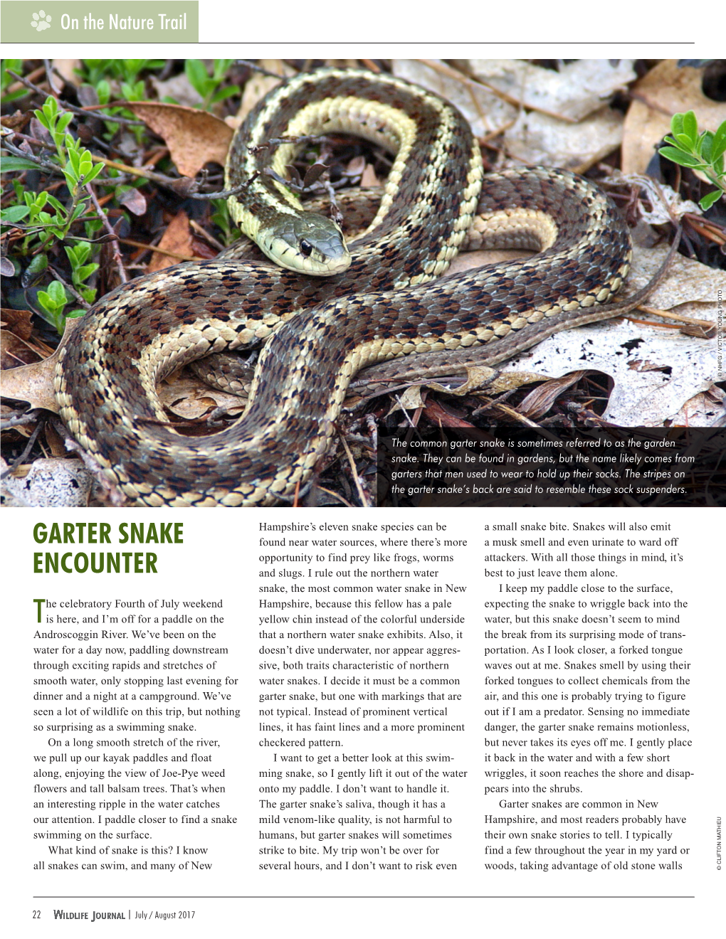 Garter Snake Encounter