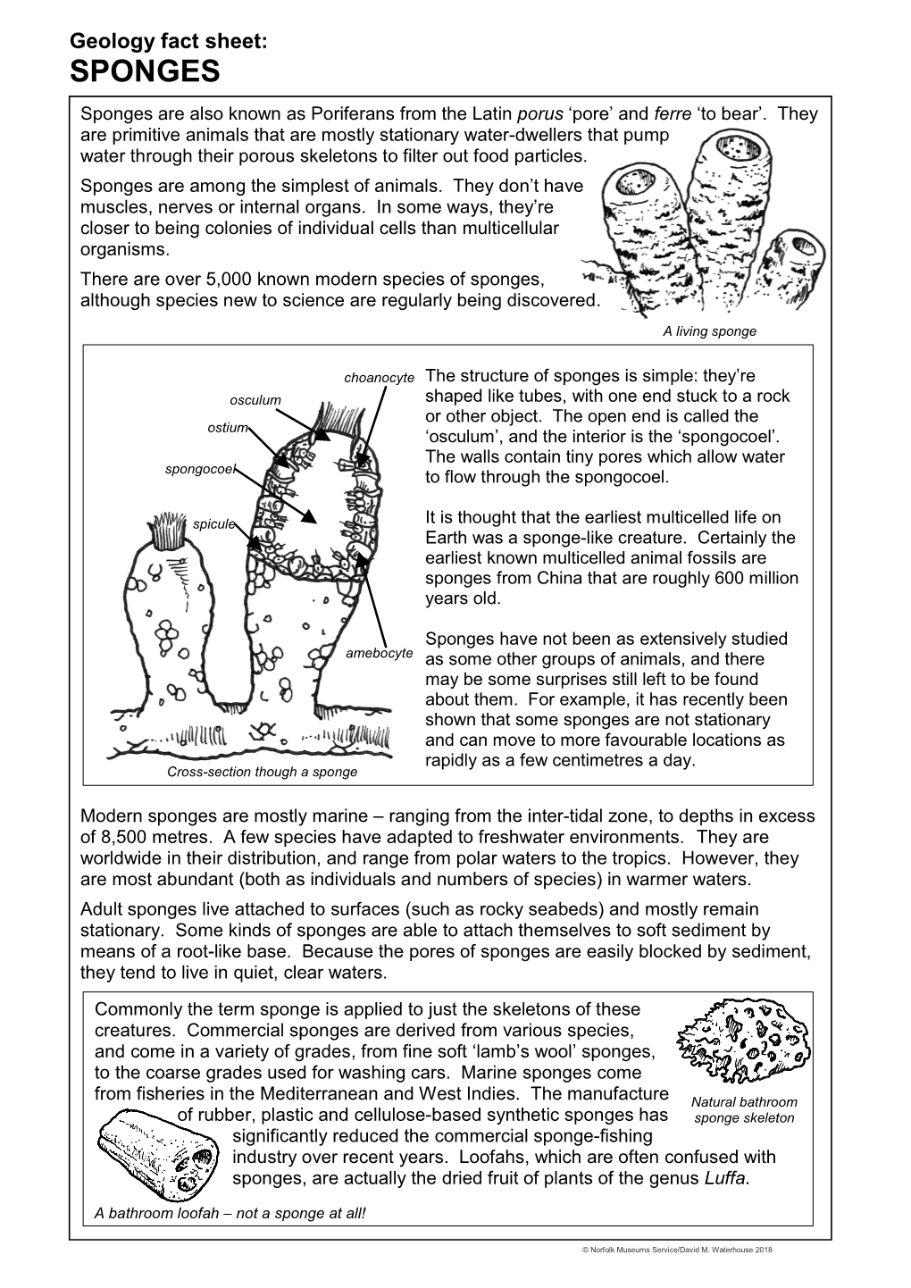 SPONGES Sponges Are Also Known As Poriferans from the Latin Porus ‘Pore’ and Ferre ‘To Bear’