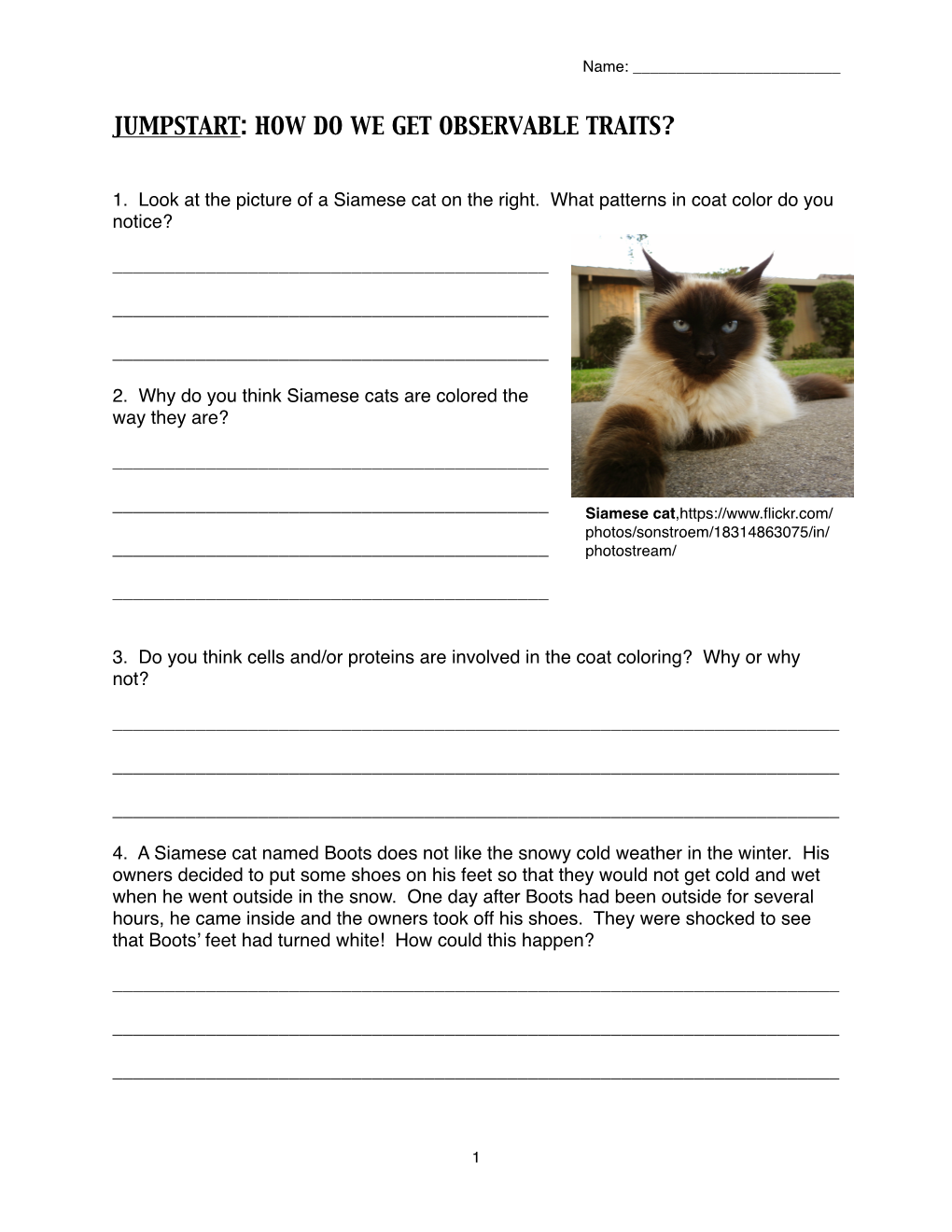 Siamese Cat Student Sheets.Pages