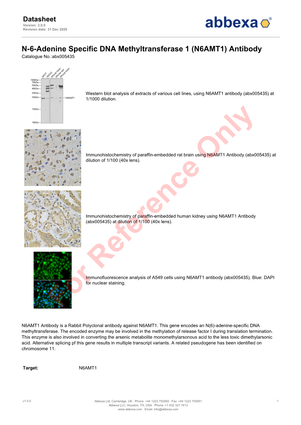 N6AMT1) Antibody Catalogue No.:Abx005435