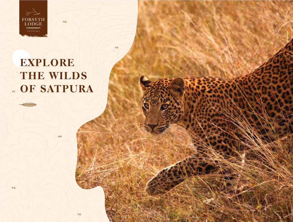 Explore the Wilds of Satpura