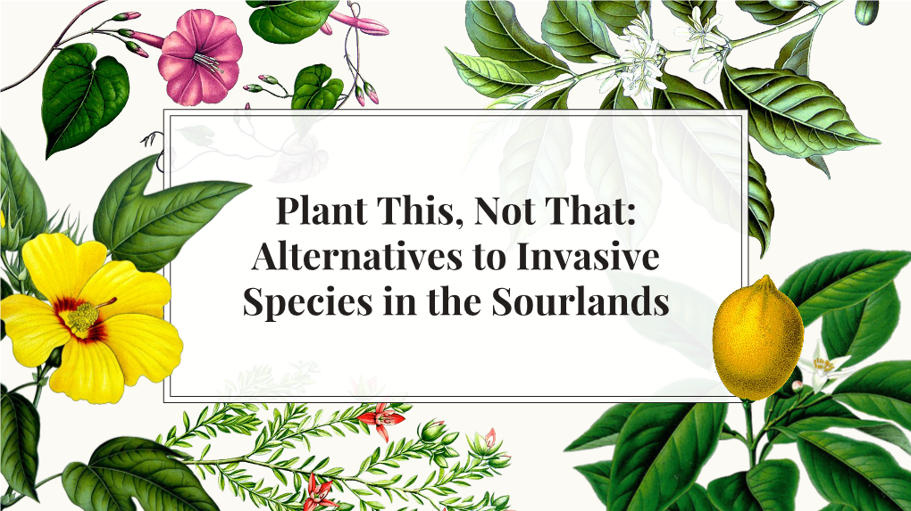 Plant This, Not That: Alternatives to Invasive Species in the Sourlands Invasive Woodland Shrubs and Trees Invasive Species Native Look-Alike