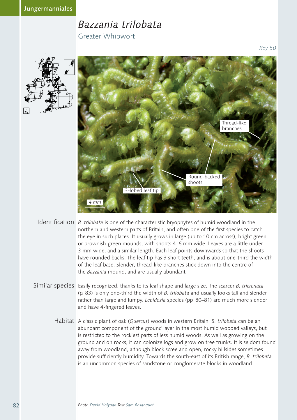 Bazzania Trilobata Greater Whipwort Key 50