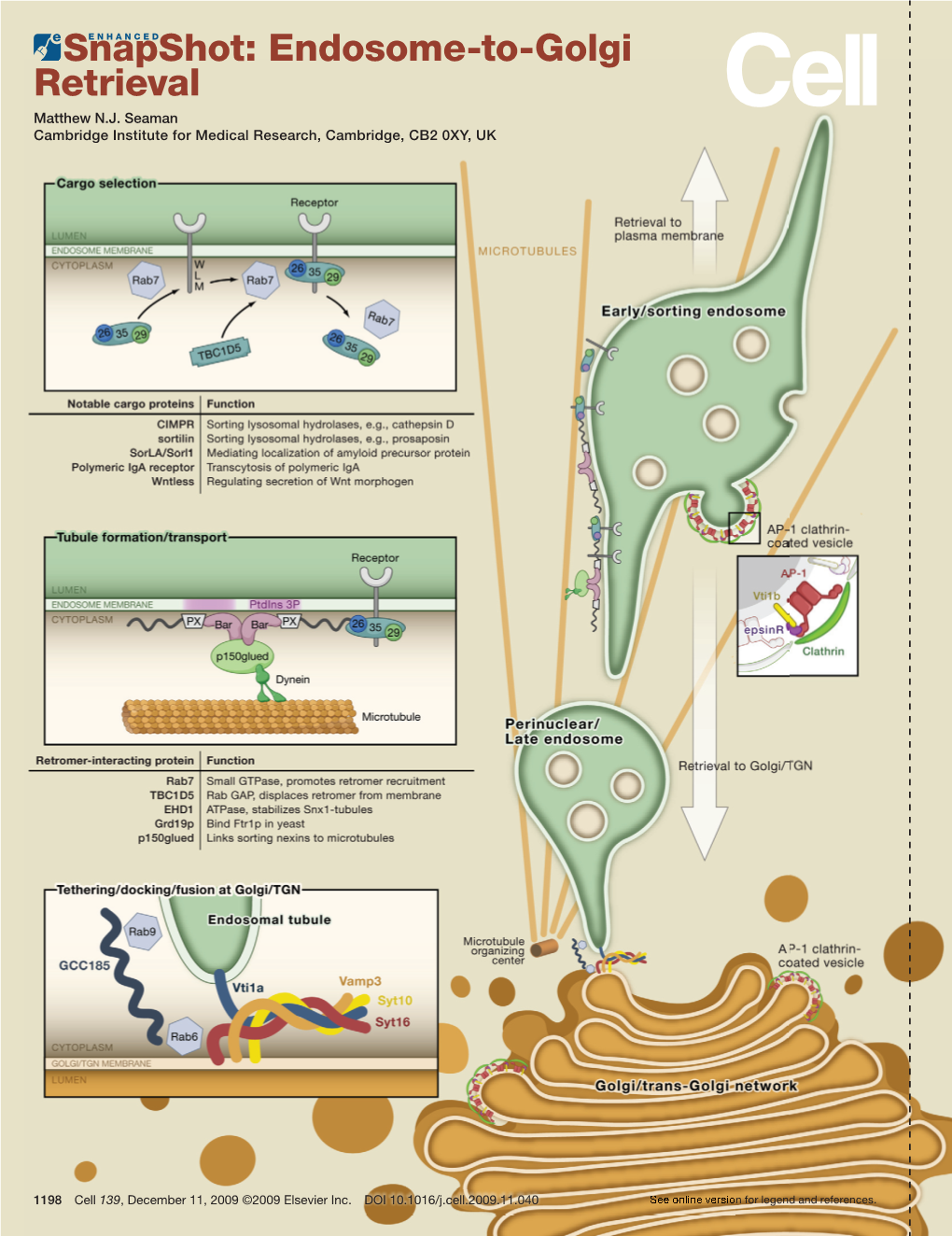 Snapshot: Endosome-To-Golgi Retrieval Matthew N.J