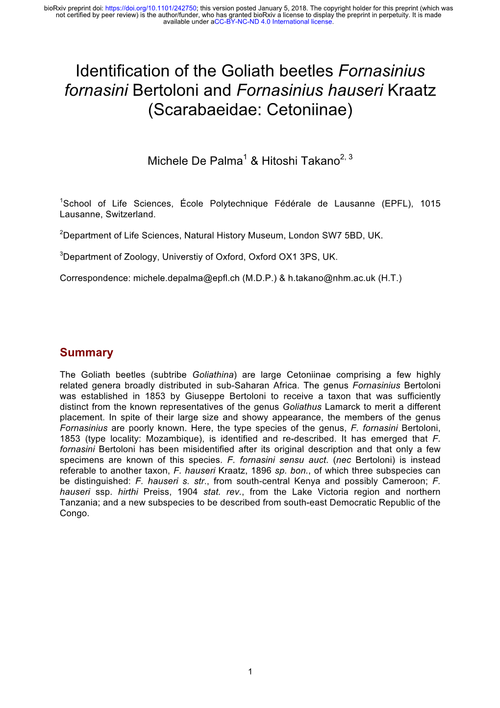 Identification of the Goliath Beetles Fornasinius Fornasini Bertoloni and Fornasinius Hauseri Kraatz (Scarabaeidae: Cetoniinae)