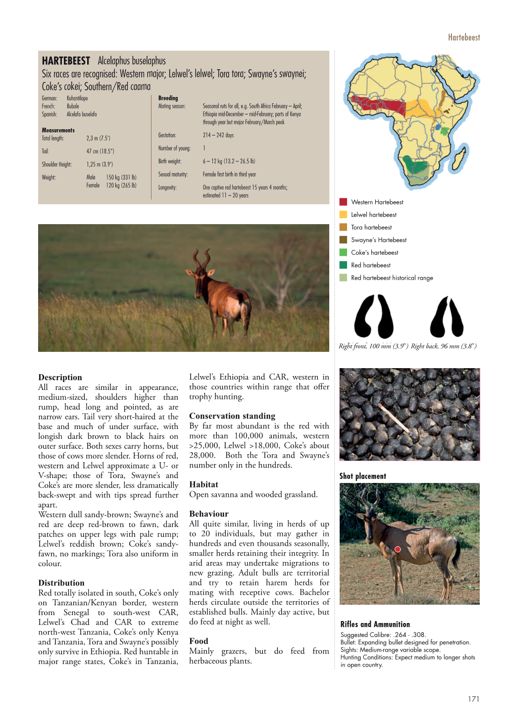 HARTEBEEST Alcelaphus Buselaphus Six Races Are Recognised