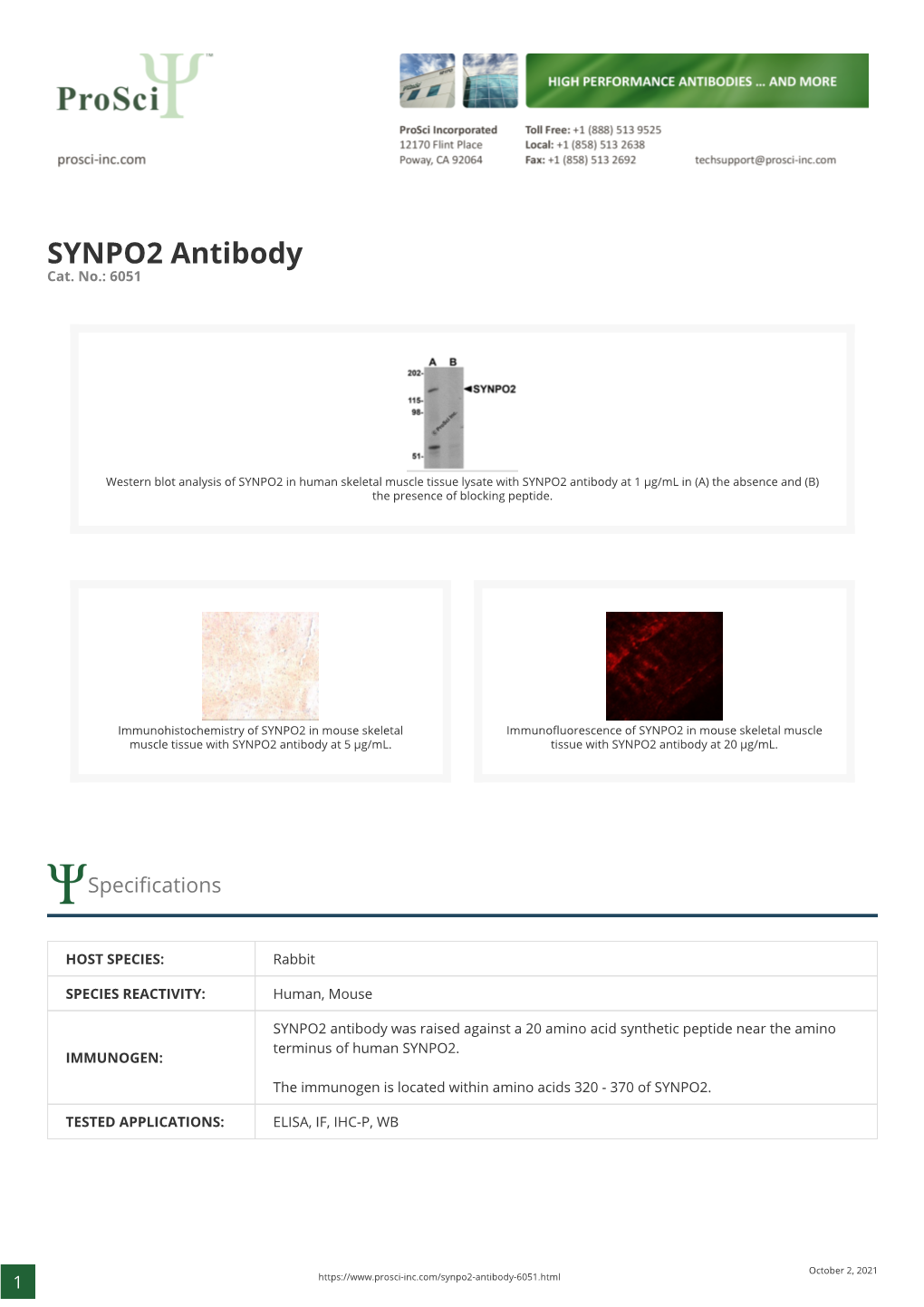 SYNPO2 Antibody Cat
