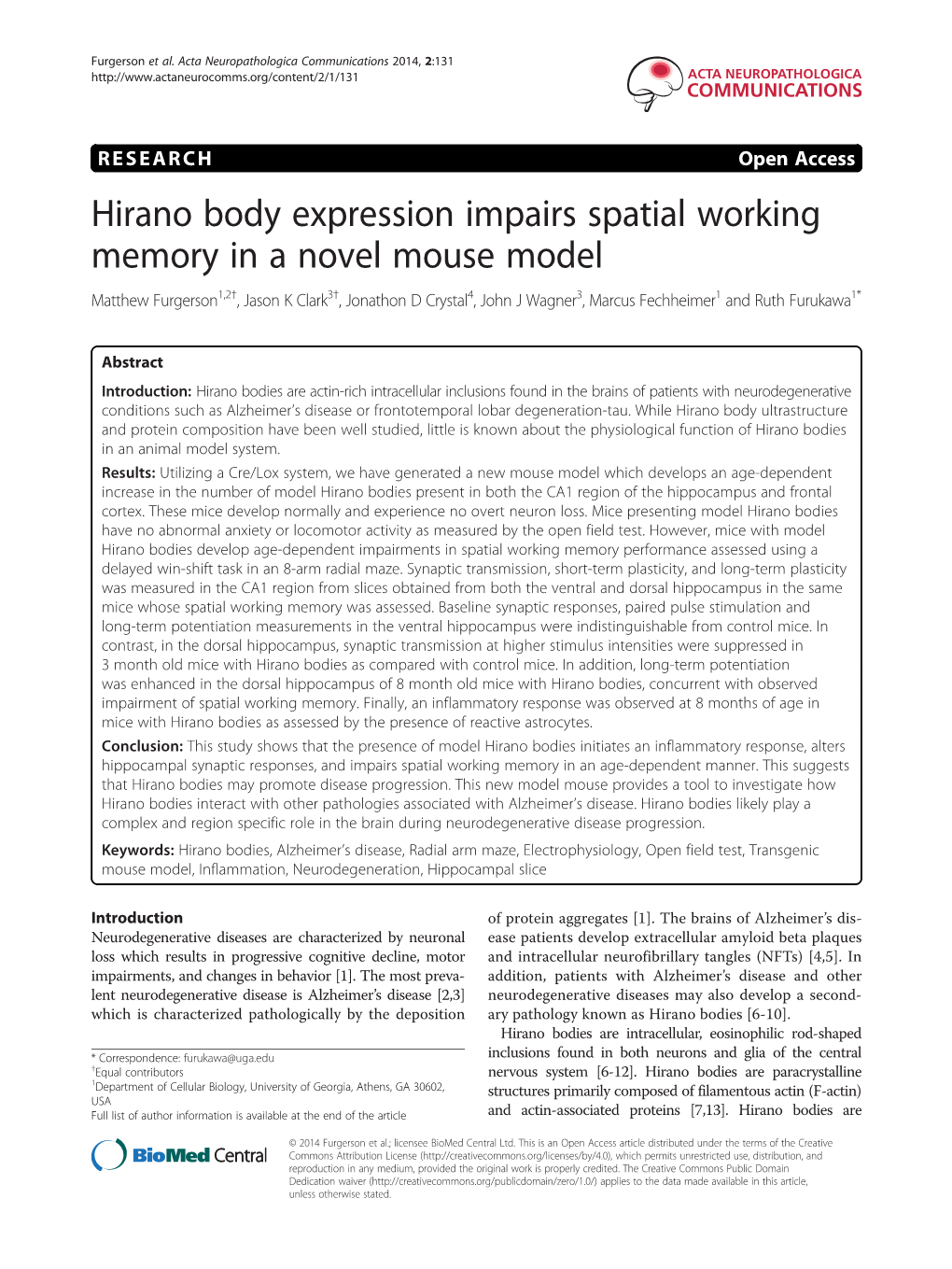 Hirano Body Expression Impairs Spatial Working Memory in a Novel