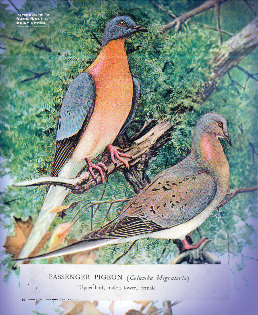 The Frontispiece from the Passenger Pigeon, a 1907 Book by W.B. Mershon