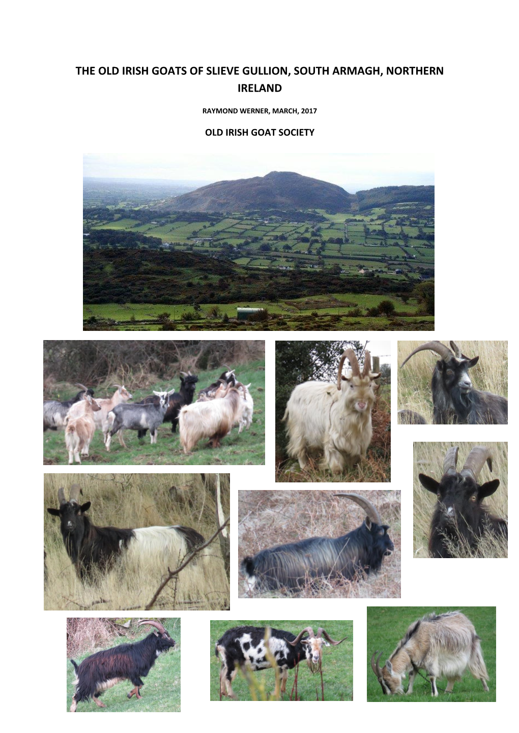 The Old Irish Goats of Slieve Gullion, South Armagh, Northern Ireland