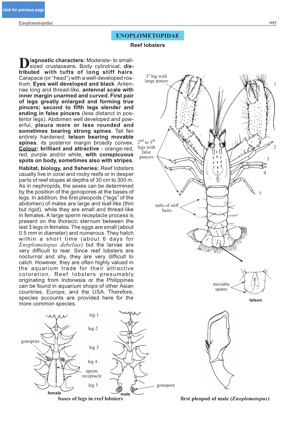 Enoplometopidae 995