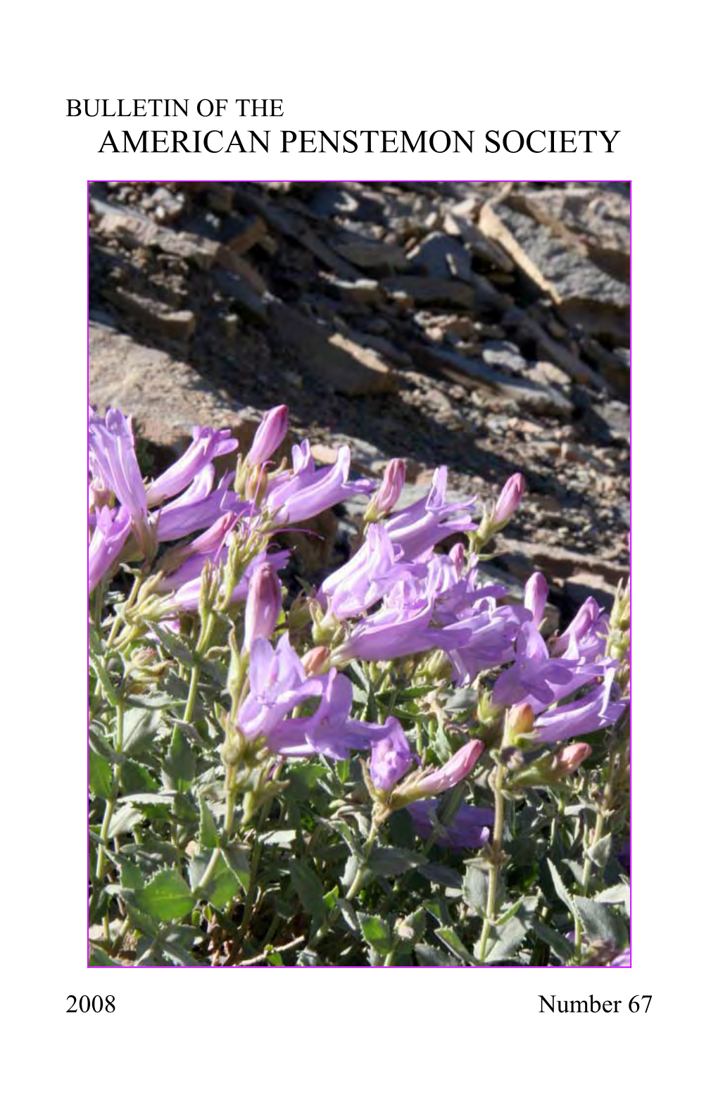 Penstemon in Chihuahua, Mexico 7 by Dale Lindgren
