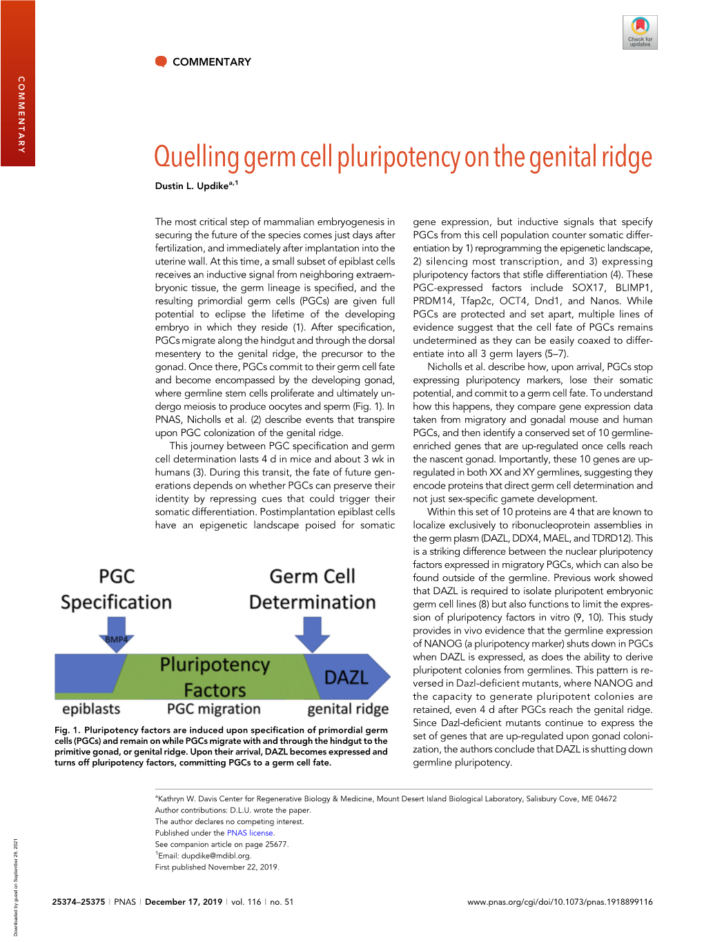 Quelling Germ Cell Pluripotency on the Genital Ridge