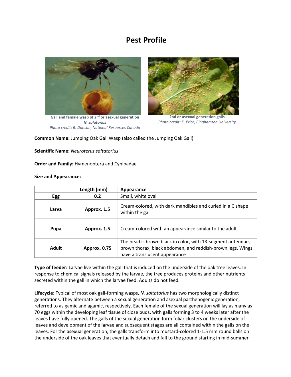 Jumping Oak Gall Wasp (Also Called the Jumping Oak Gall)