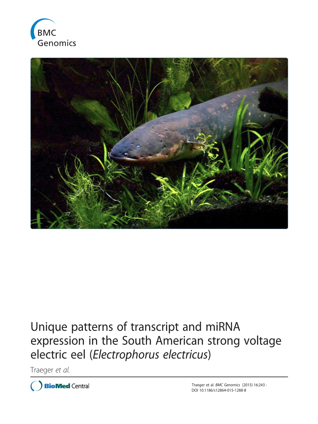 Unique Patterns of Transcript and Mirna Expression in the South American Strong Voltage Electric Eel (Electrophorus Electricus) Traeger Et Al