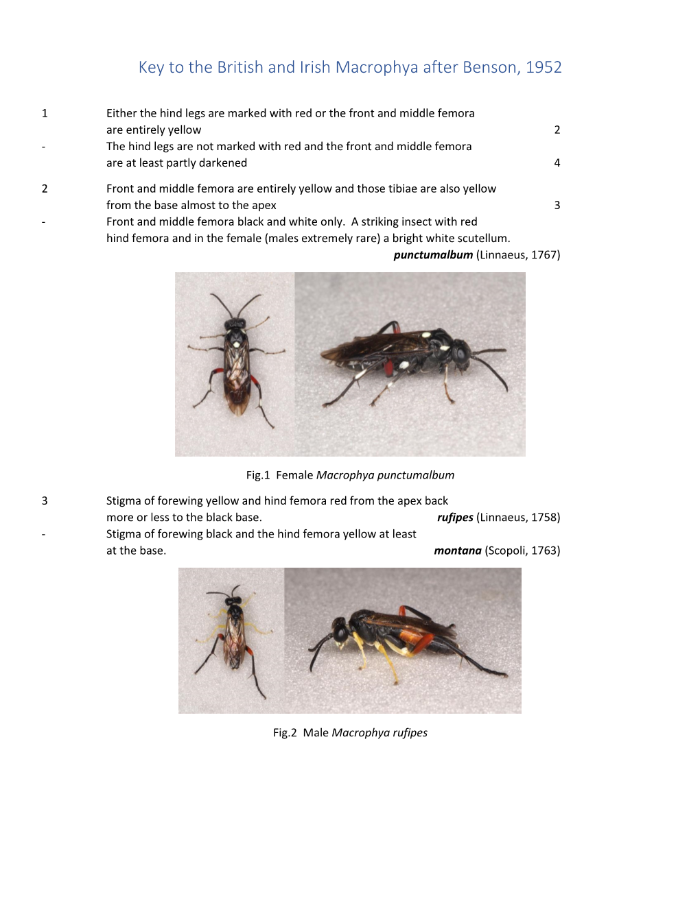 Key to the Macrophya Species of Britain and Ireland