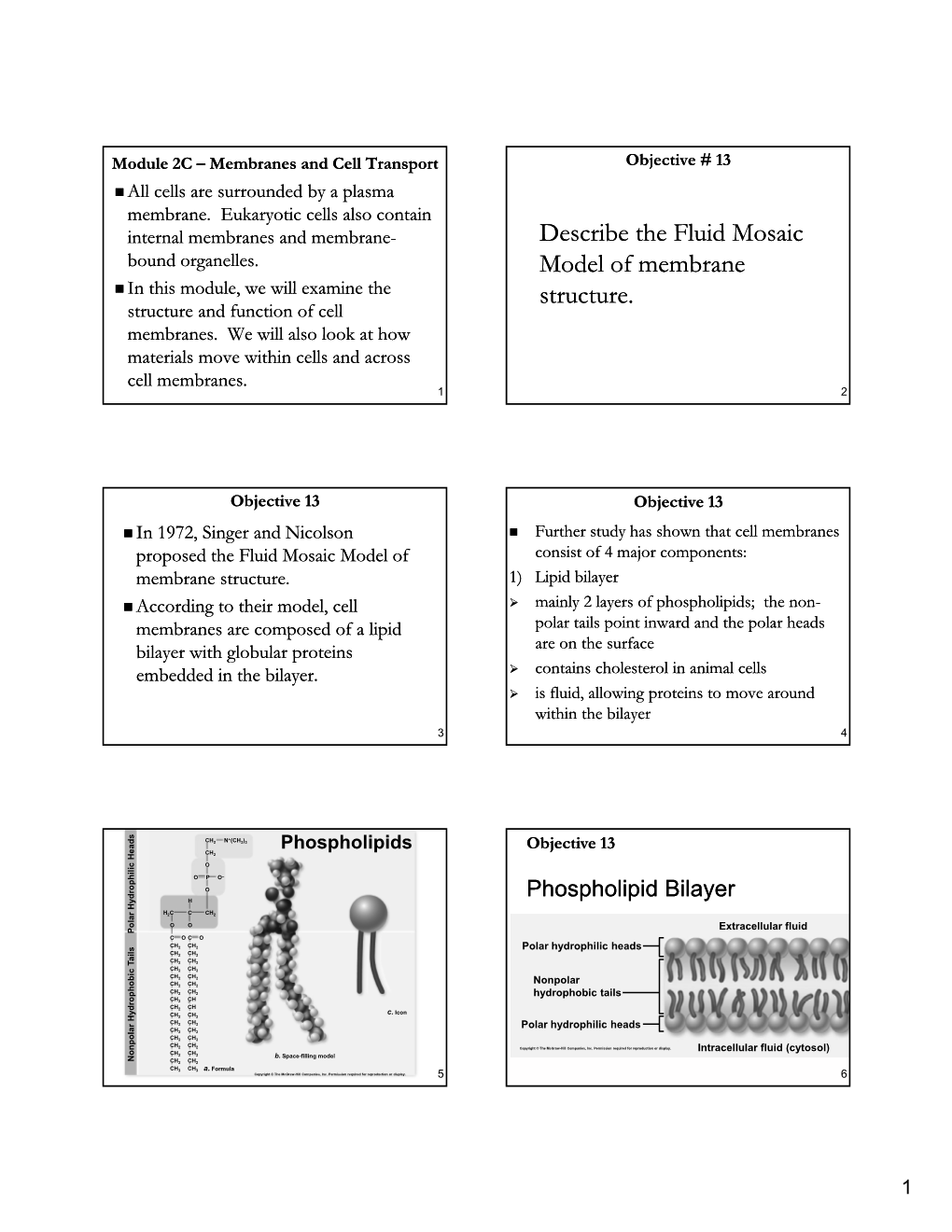 Describe the Fluid Mosaic Model of Membrane Structure