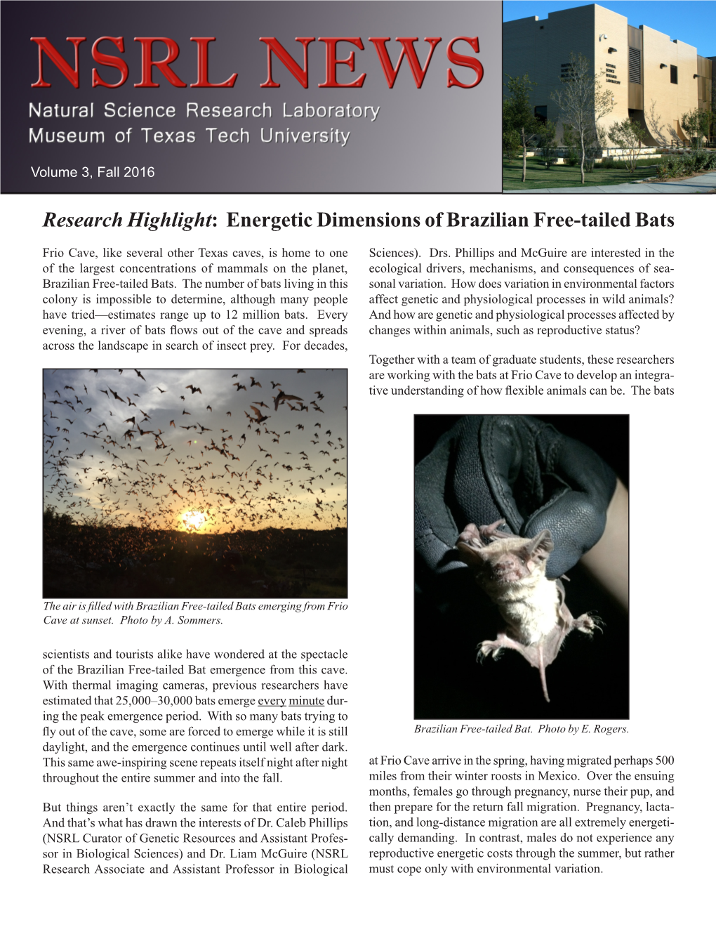 Energetic Dimensions of Brazilian Free-Tailed Bats