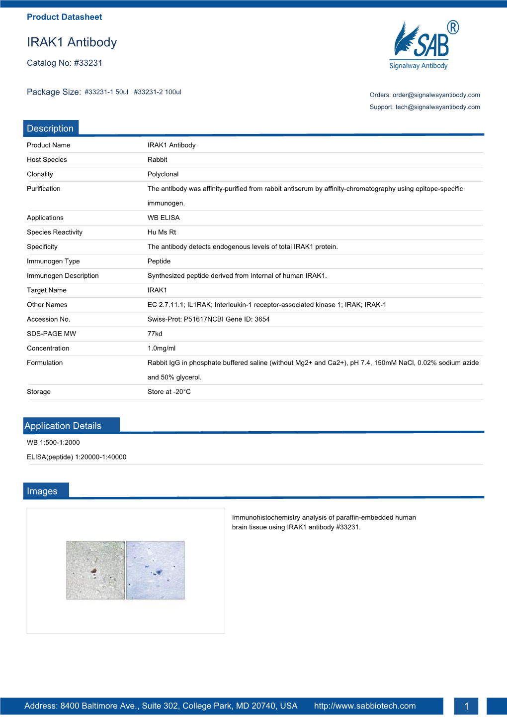 IRAK1 Antibody