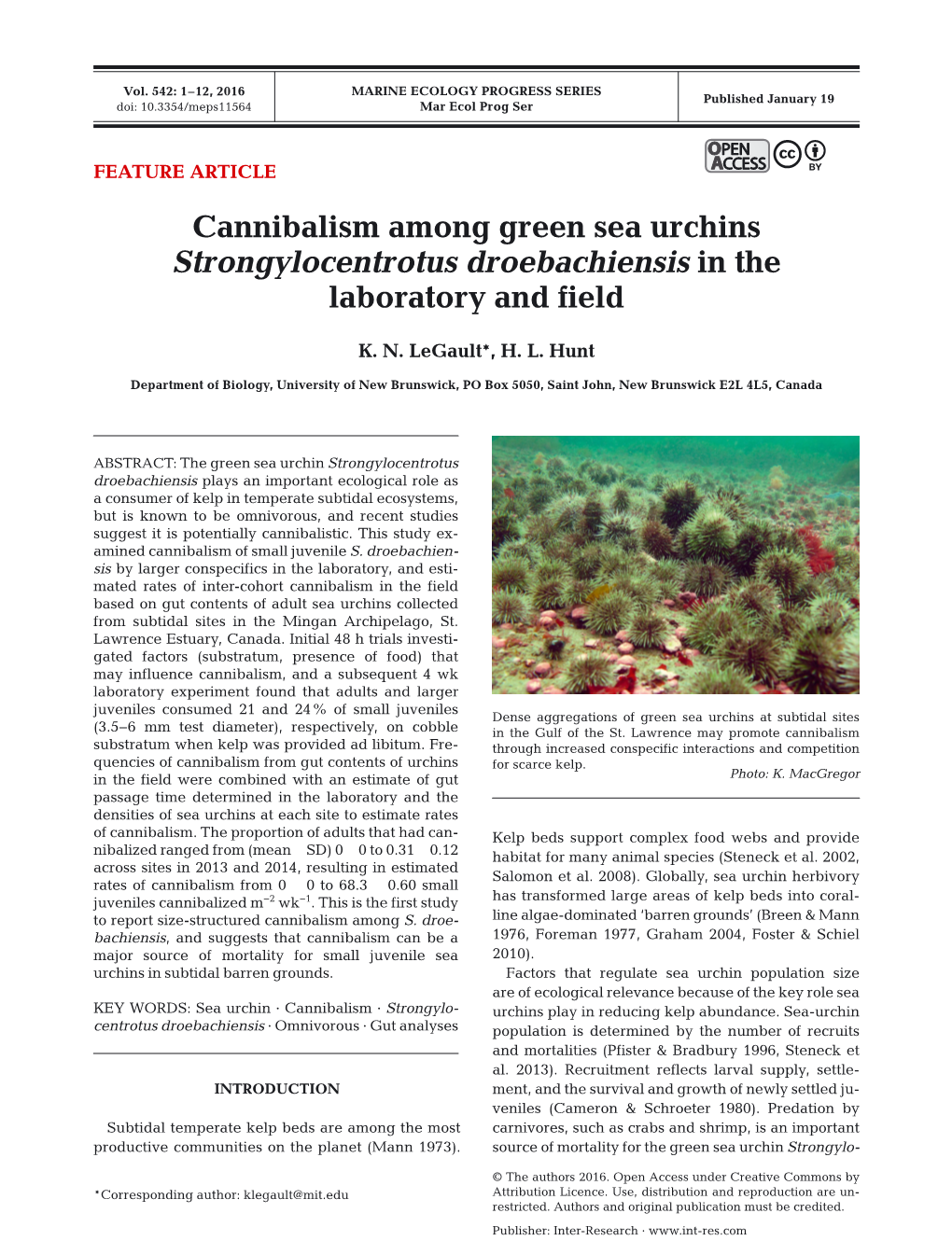 Cannibalism Among Green Sea Urchins Strongylocentrotus Droebachiensis in the Laboratory and Field