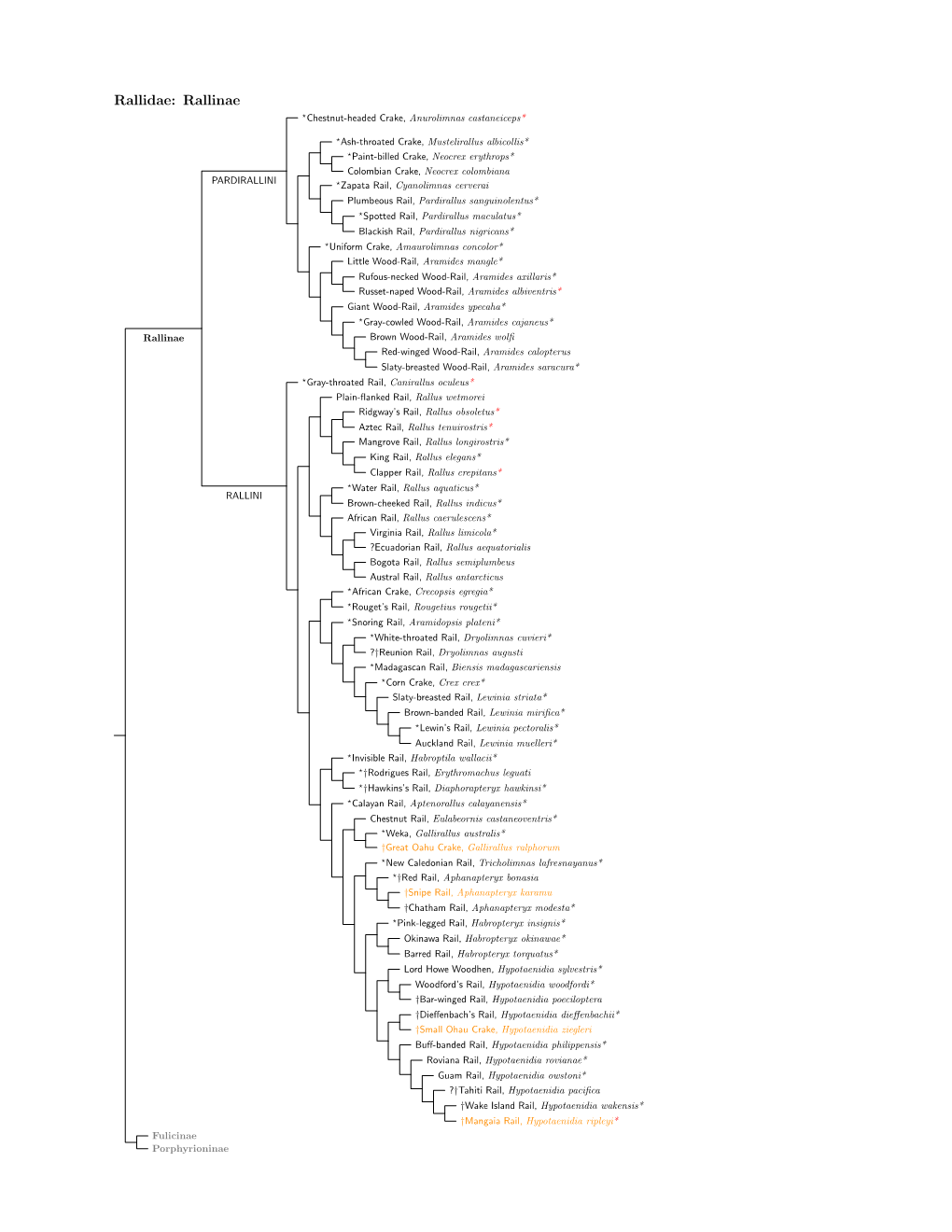 Rallidae Species Tree