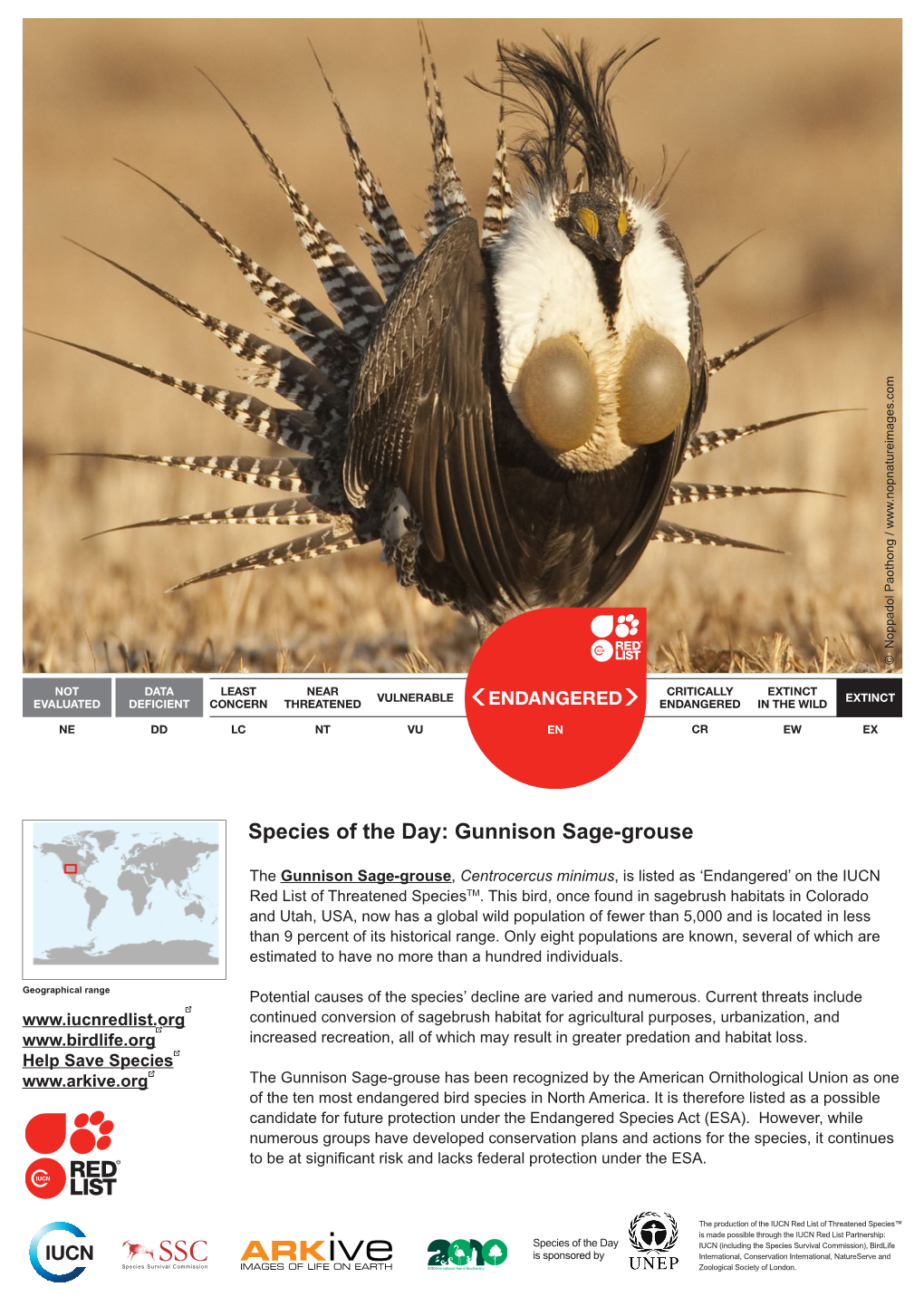 Species of the Day: Gunnison Sage-Grouse