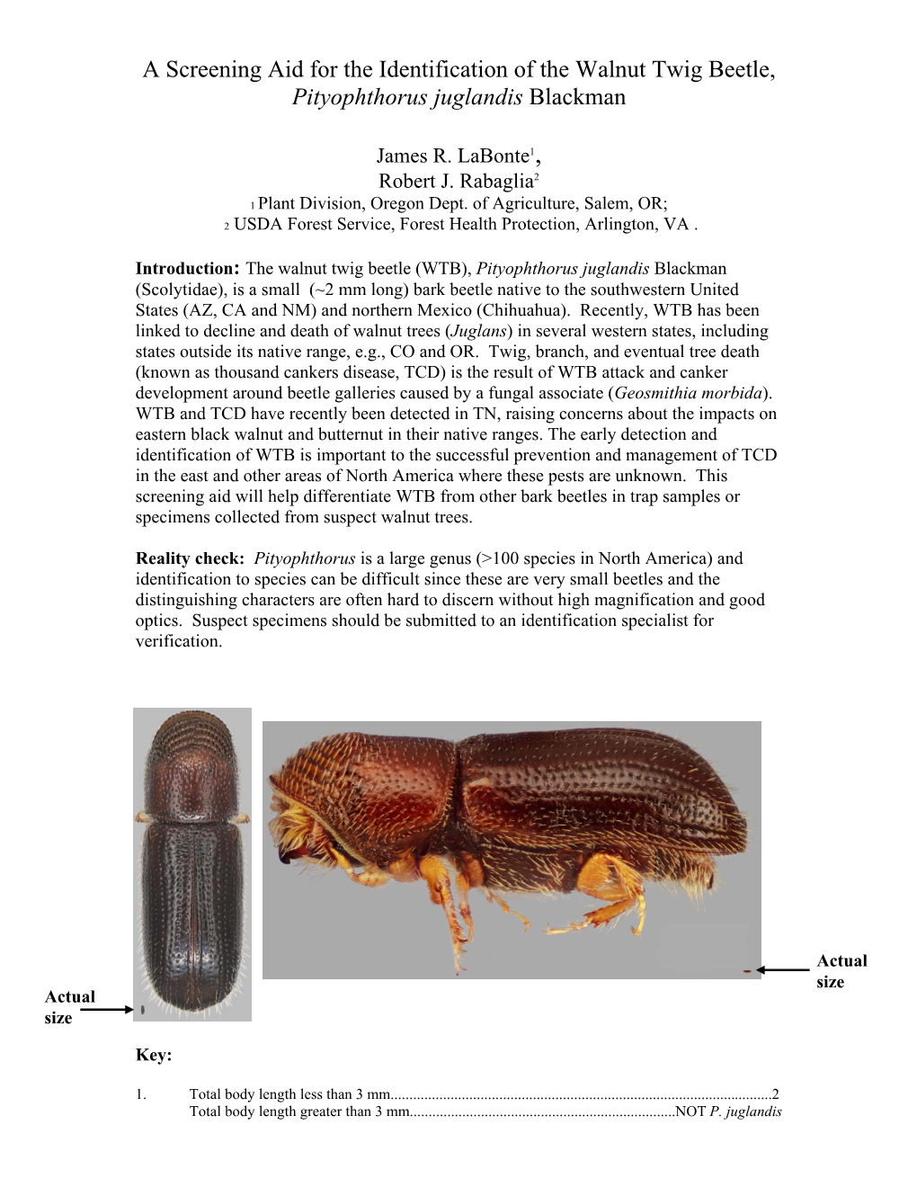 A Screening Aid for the Identification of the Walnut Twig Beetle, Pityophthorus Juglandis Blackman